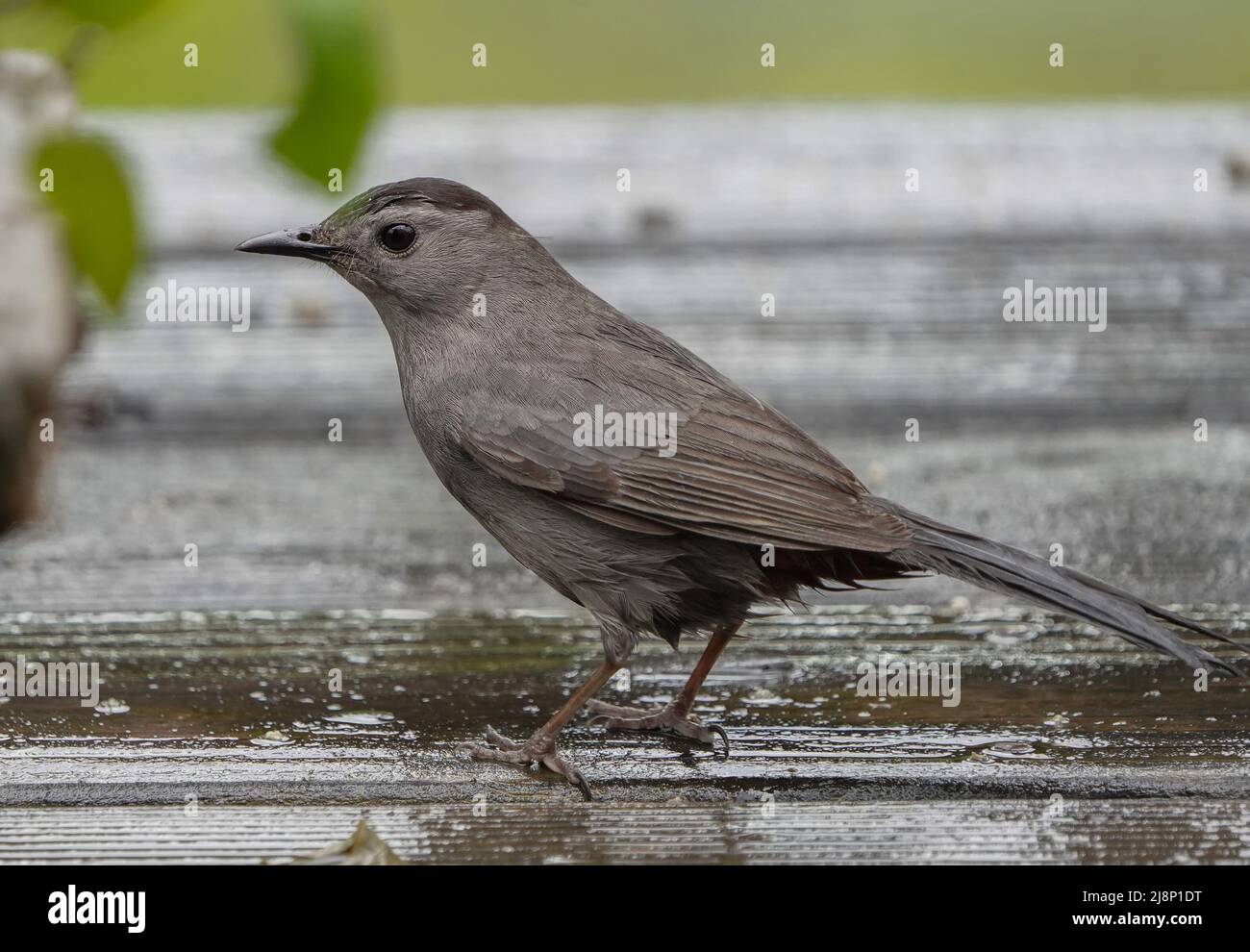 Gray Catbird stopd by the backyard deck Stock Photo - Alamy