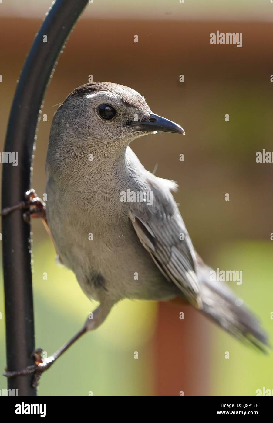Gray Catbird stopd by the backyard deck Stock Photo - Alamy