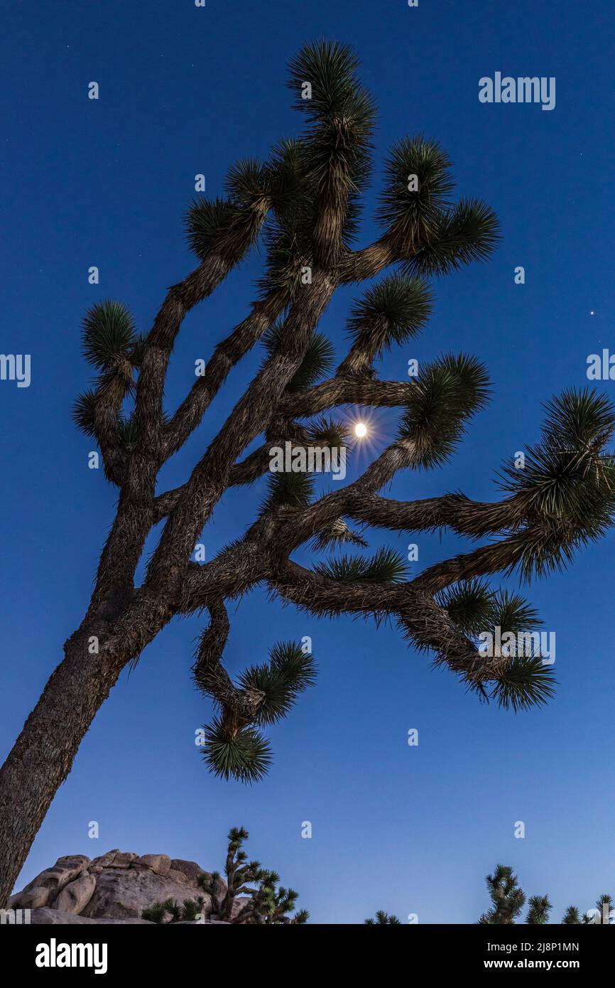 Joshua Tree in Joshua Tree National Park after sunset with a half moon in the sky. Stock Photo