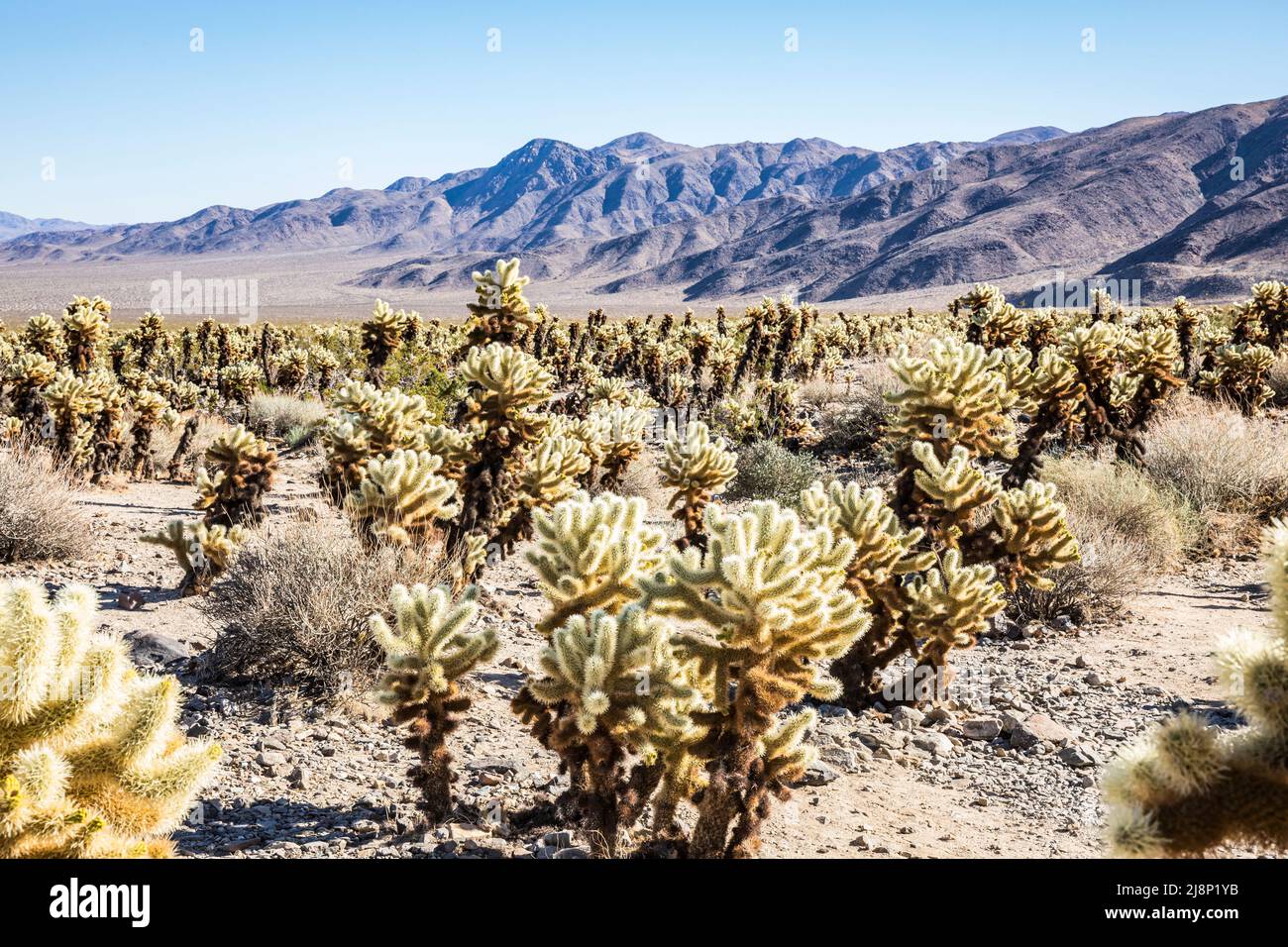 The Cholla Cactus Garden in Joshua Tree National Park. Stock Photo