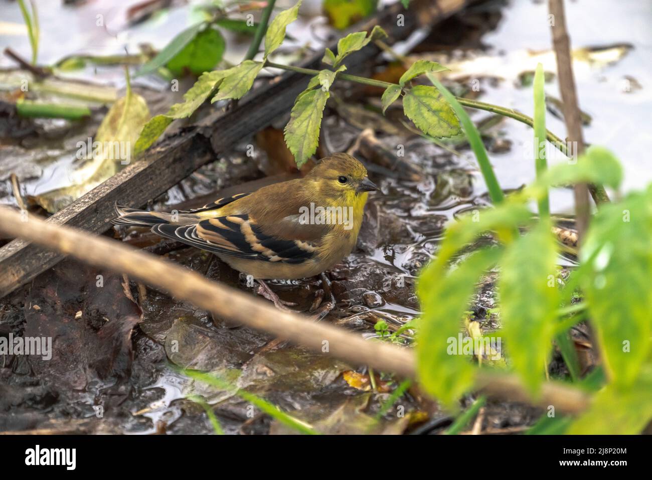 A closeup bird wildlife photo of a non-breeding male American goldfinch sitting in a small pool of water in a forest in autumn in the Midwest. Stock Photo