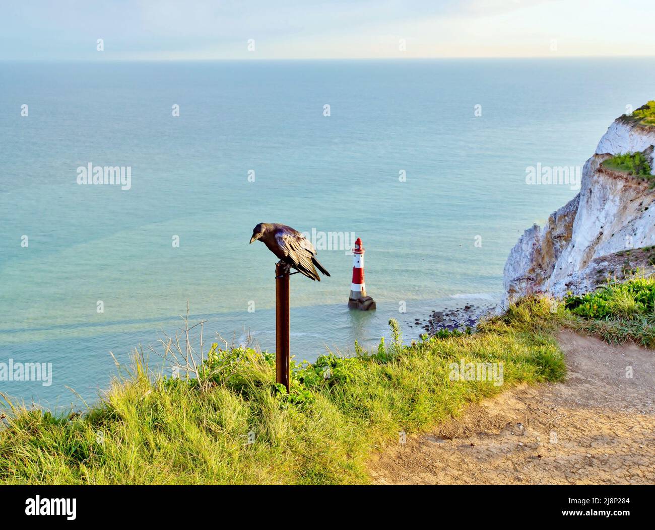 Crow poses at the top of Beachy Head, East Sussex,  with the lighthouse below Stock Photo