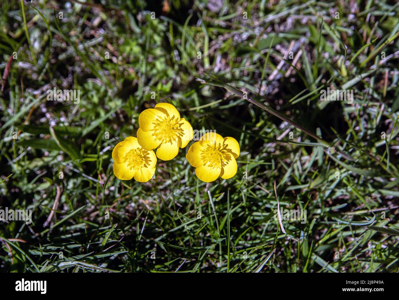 flowering butter cups in bloom Stock Photo Alamy