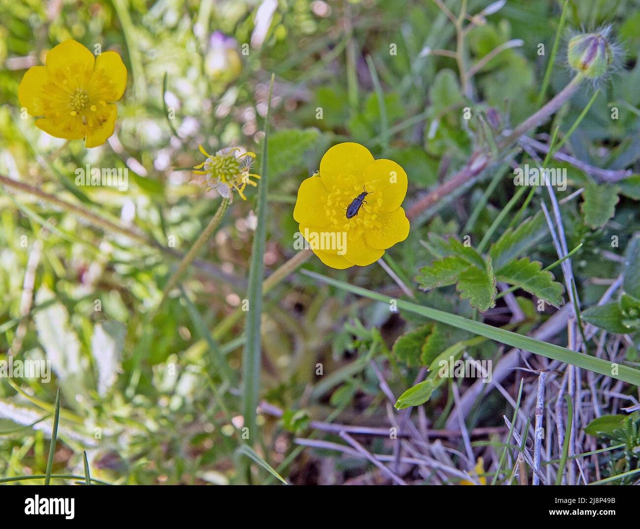 flowering butter cups in bloom Stock Photo Alamy