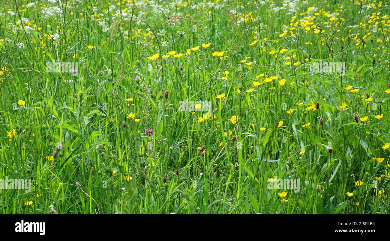 Wild Flower  meadow with flowering Buttercups, Cow Parsley and Clover. Stock Photo
