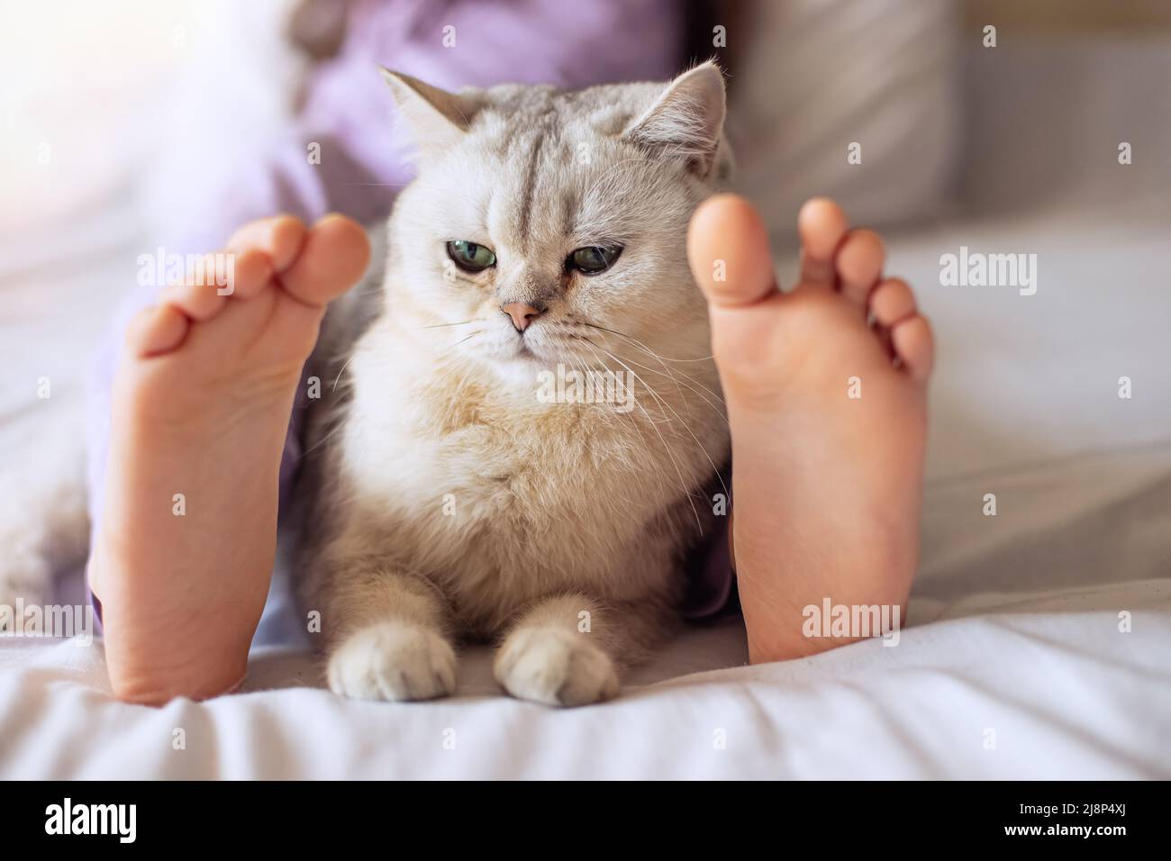 Cute white British cat, resting at home on the bed, between barefoot childrens feet. Stock Photo