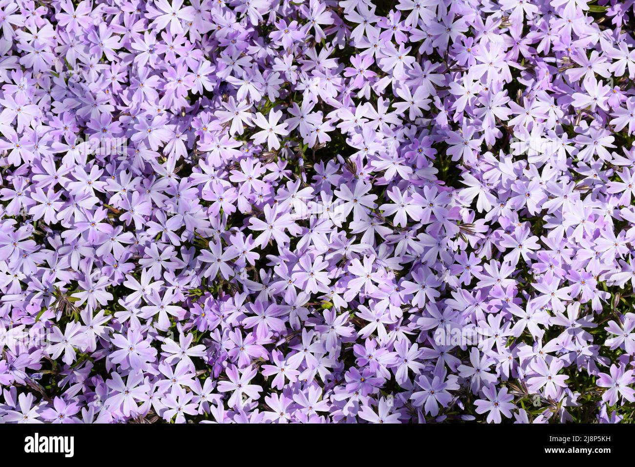 Lots of small purple phlox flowers all over the frame. Leaves are visible between them. Stock Photo