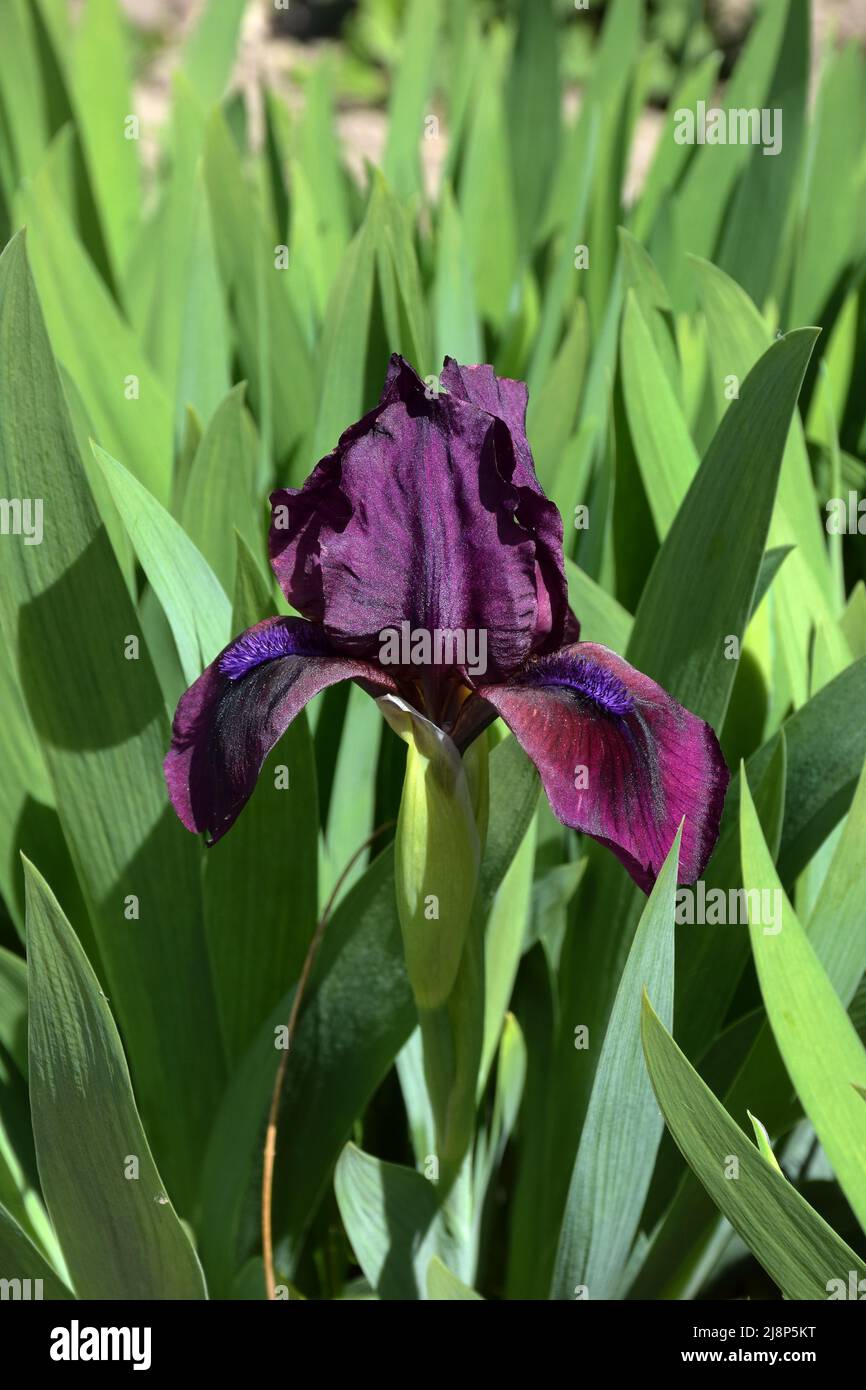 A large dark purple iris flower grows in the garden. The background of
