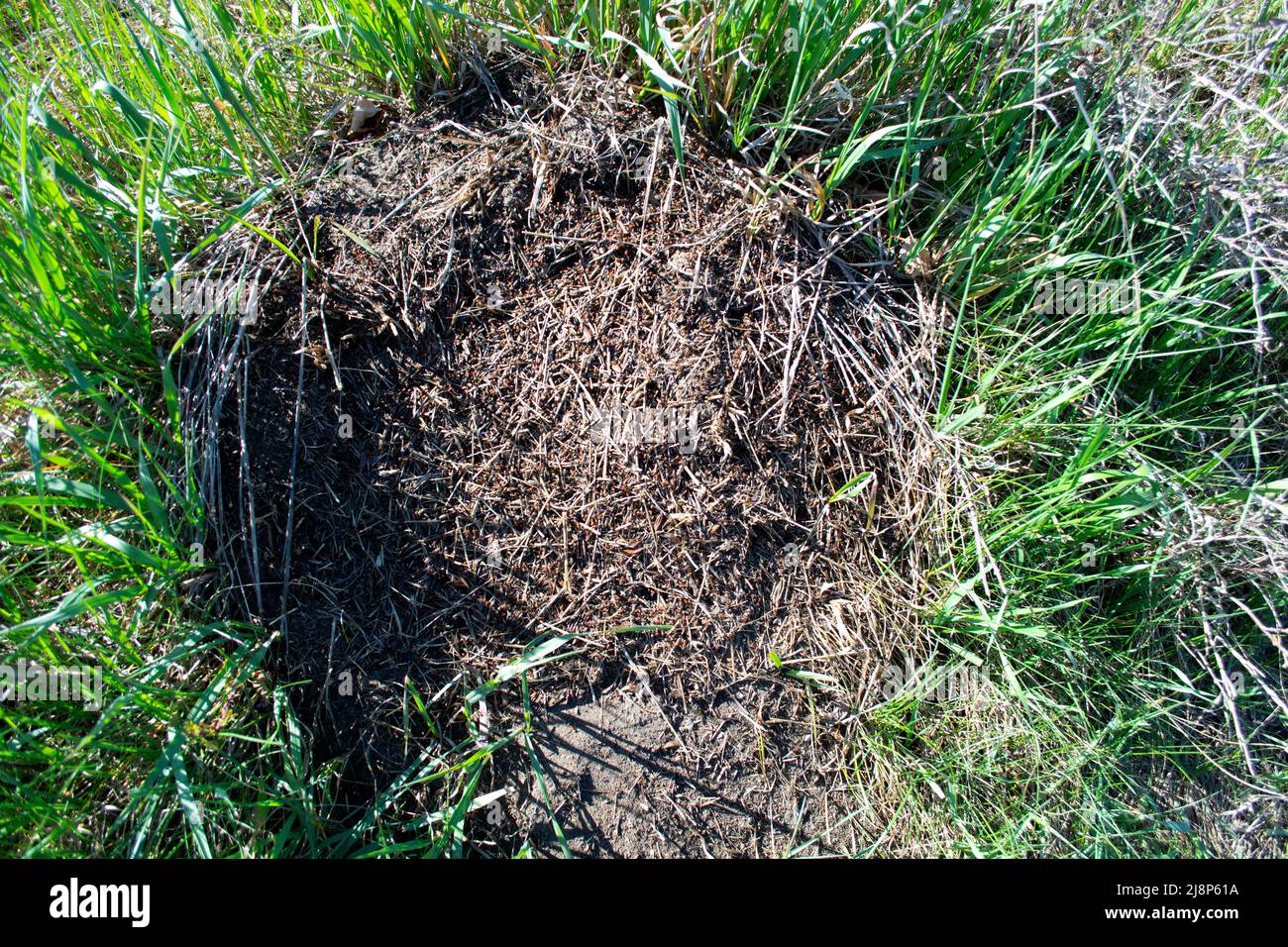 Red Carpenter Ants On Ant Hill In Nature Stock Photo Alamy
