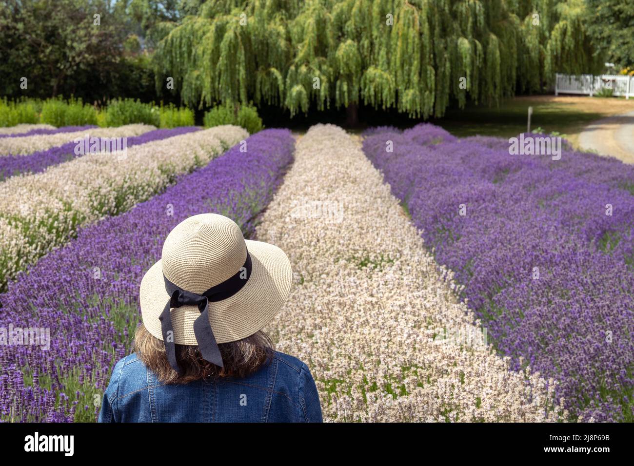 Woman with Sun Hat and Jean Jacket Looking at White and Purple Rows of Lavender in Field in Sequim, WA Stock Photo