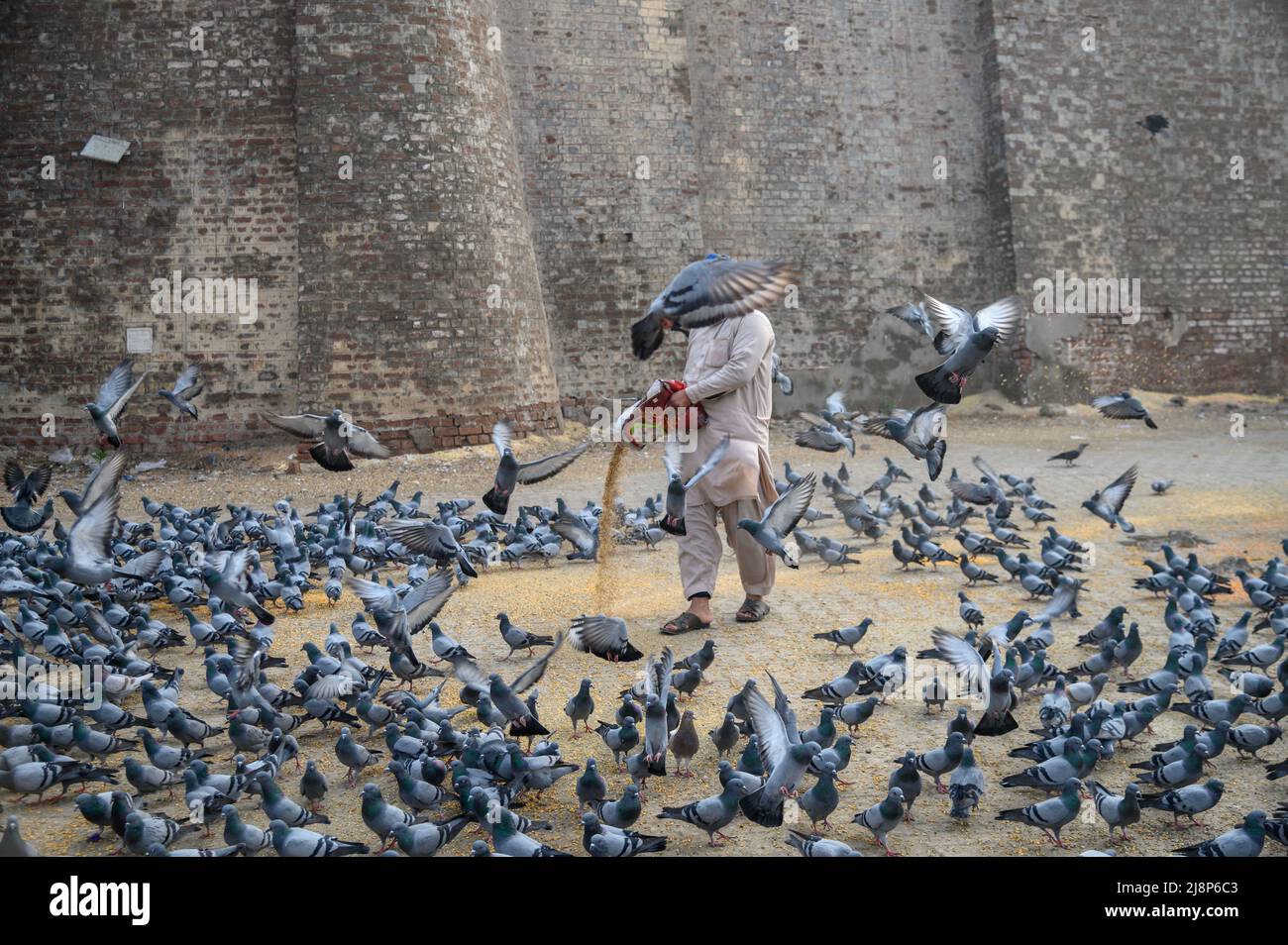 Mam feeding pigeons Stock Photo