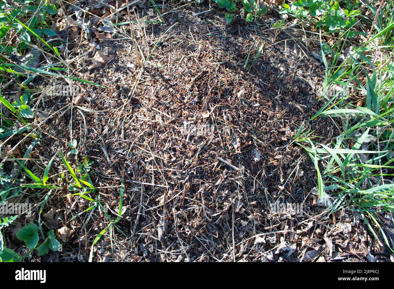 Red Carpenter Ants On Ant Hill In Nature Stock Photo Alamy