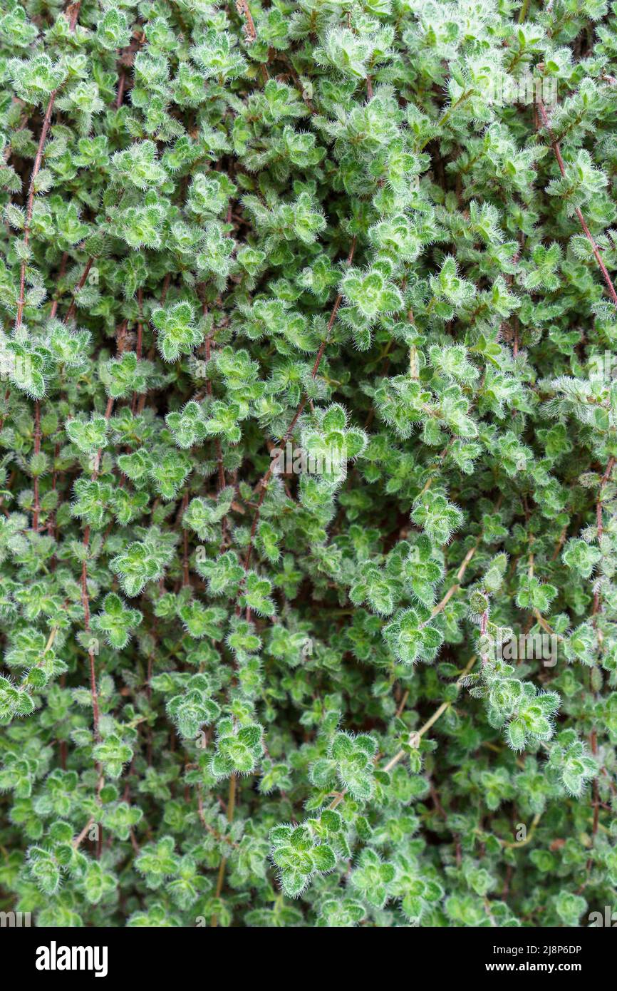 Thick layer of creeping thyme ground cover, with fuzzy leaves Stock Photo