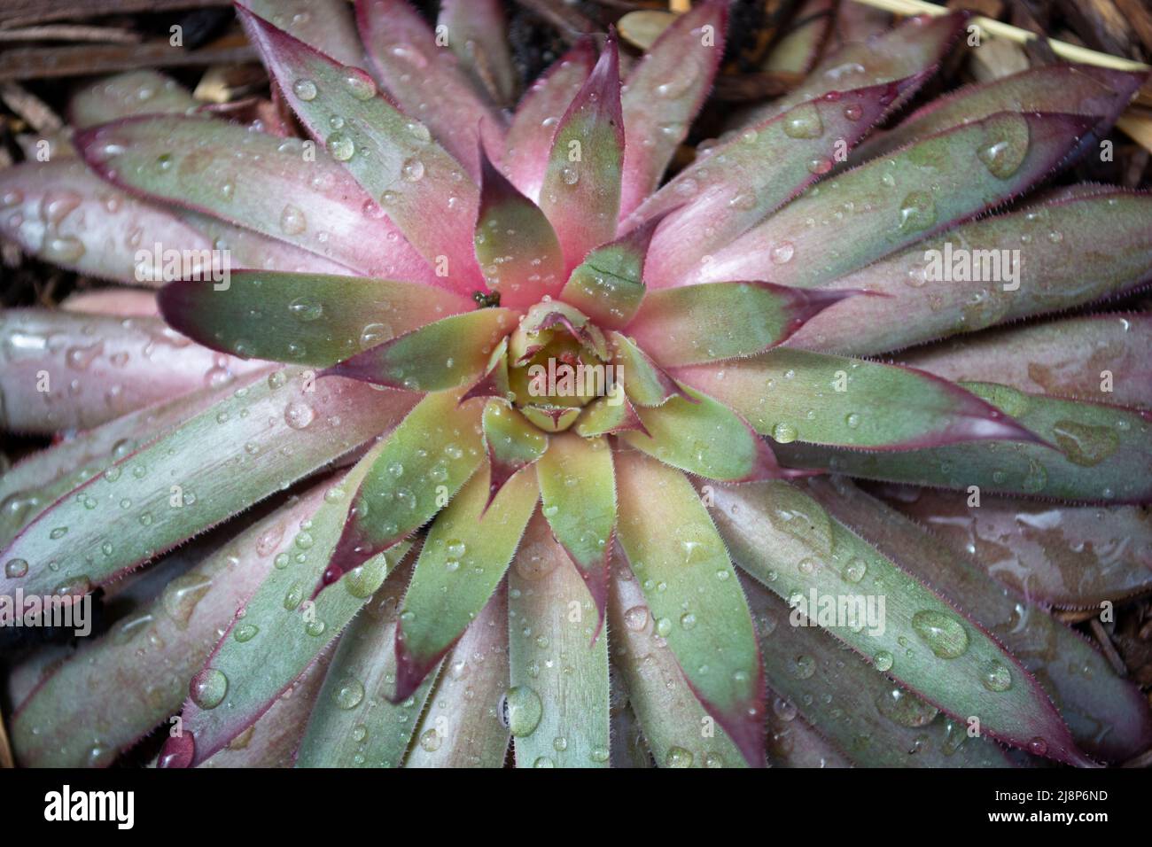Outdoor Plant With Water Droplet - Closeup Shot Stock Photo - Alamy