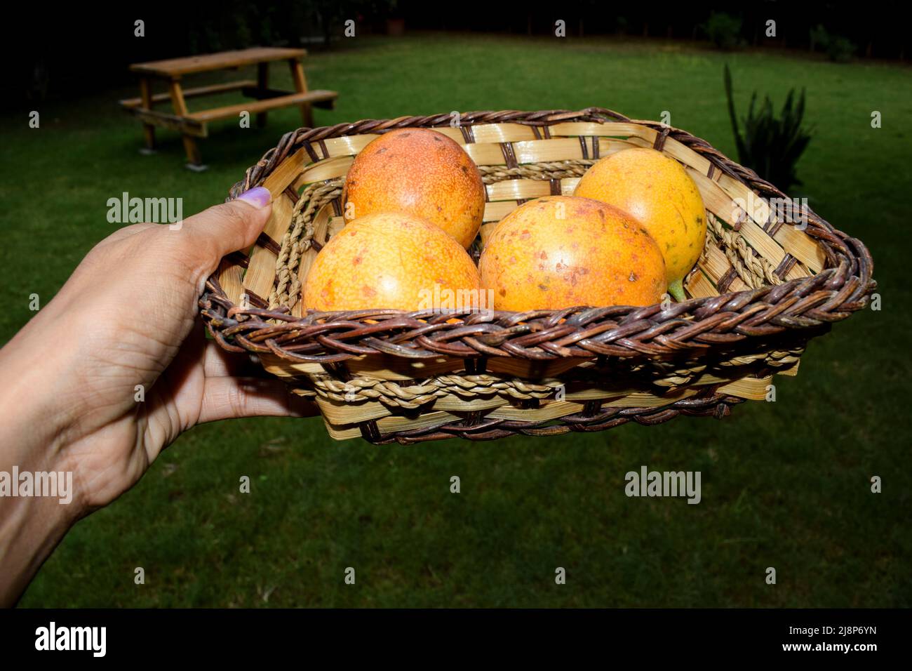 Person holding in hands basket of Passionfruits in wicker basket. yellow. Passionfruit Stock Photo