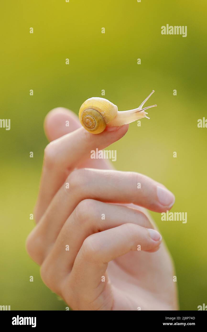 A small snail on the finger on green nature background, snail slime