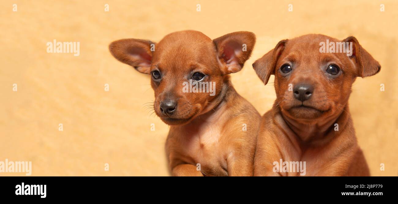 Portrait of two cute puppies. Muzzles of small puppies. The cubs of a pet. Mini pinscher. Stock Photo