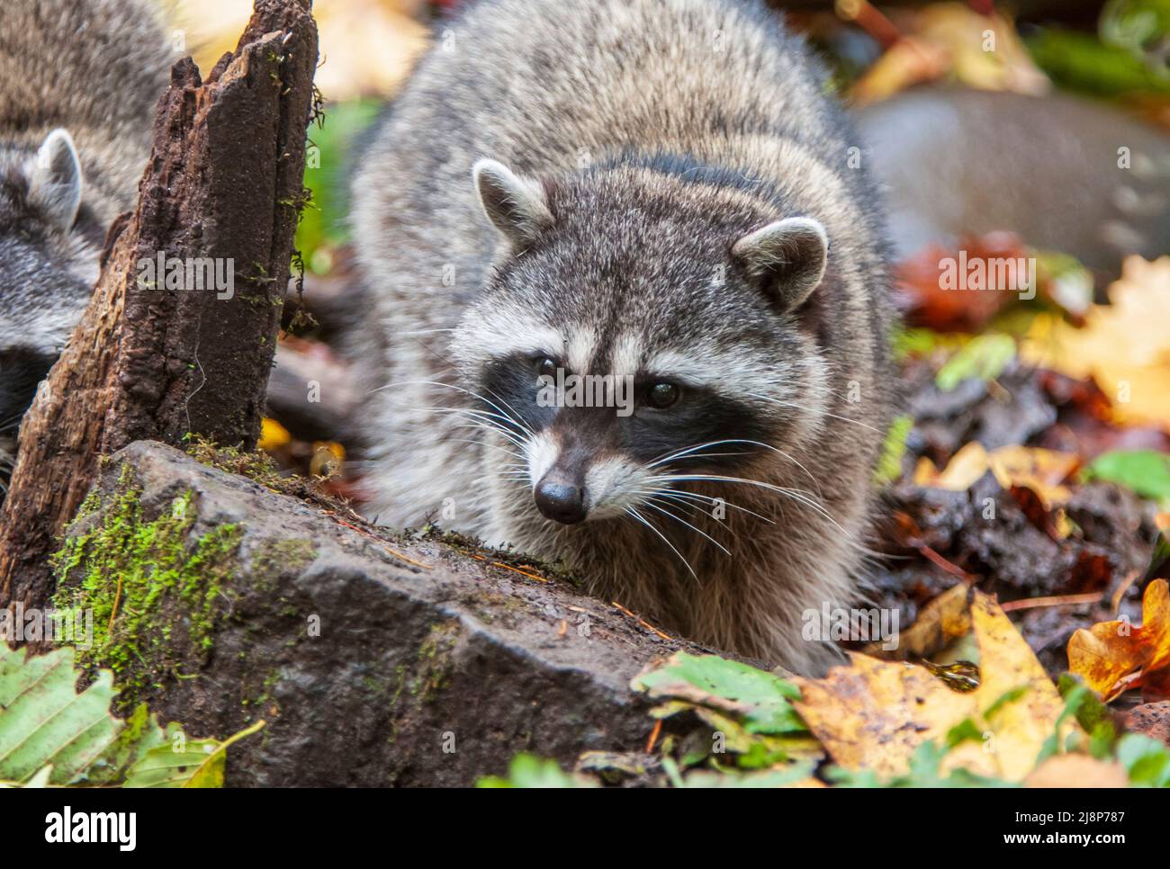 Closeup image of an adult raccoon (Procyon lotor) in damp autumn leaves in the Pacific Northwest, United States. Stock Photo