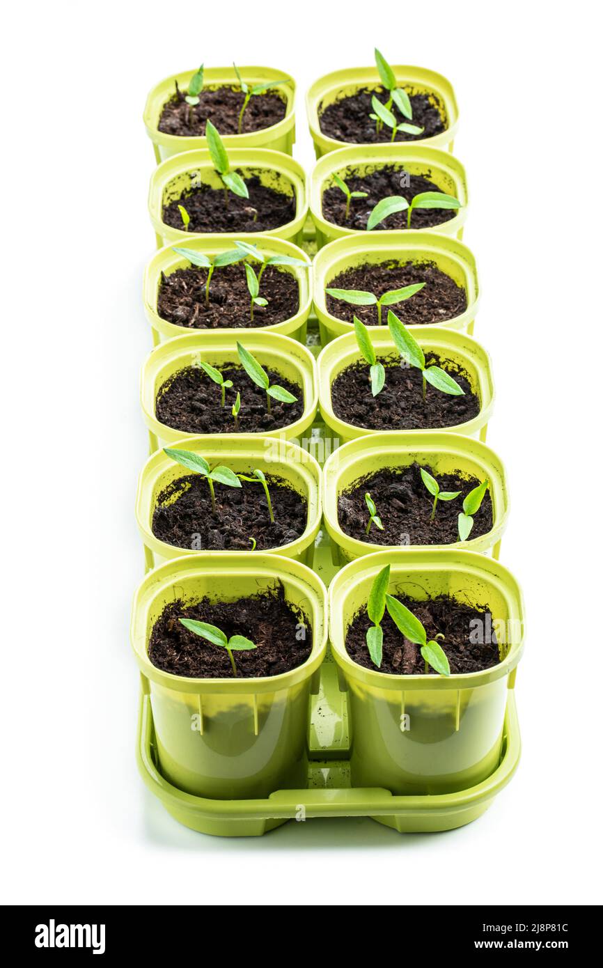 Young  baby green pepper crops in plastic pots isolated on white Stock Photo
