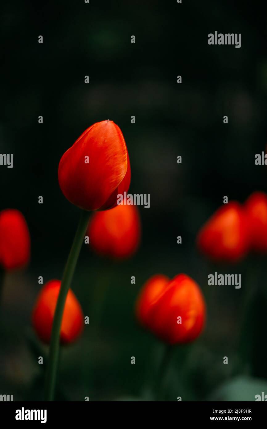 Floral background , red tulips close-up Stock Photo