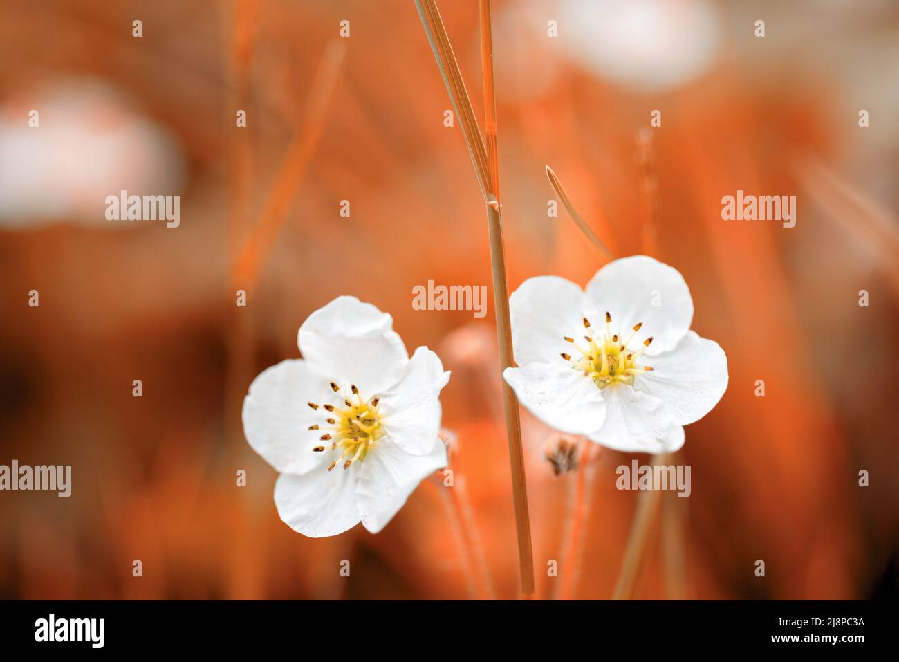 White flowers closeup on orange nature background Stock Photo
