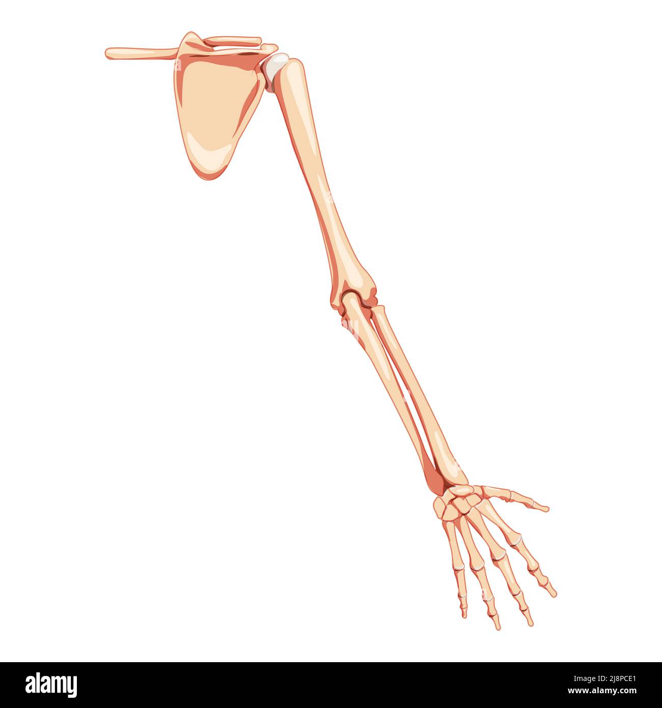 Upper limb Arm with Shoulder girdle Skeleton Human back view. Set of Anatomically correct realistic flat natural color concept Vector illustration of anatomy isolated on white background Stock Vector