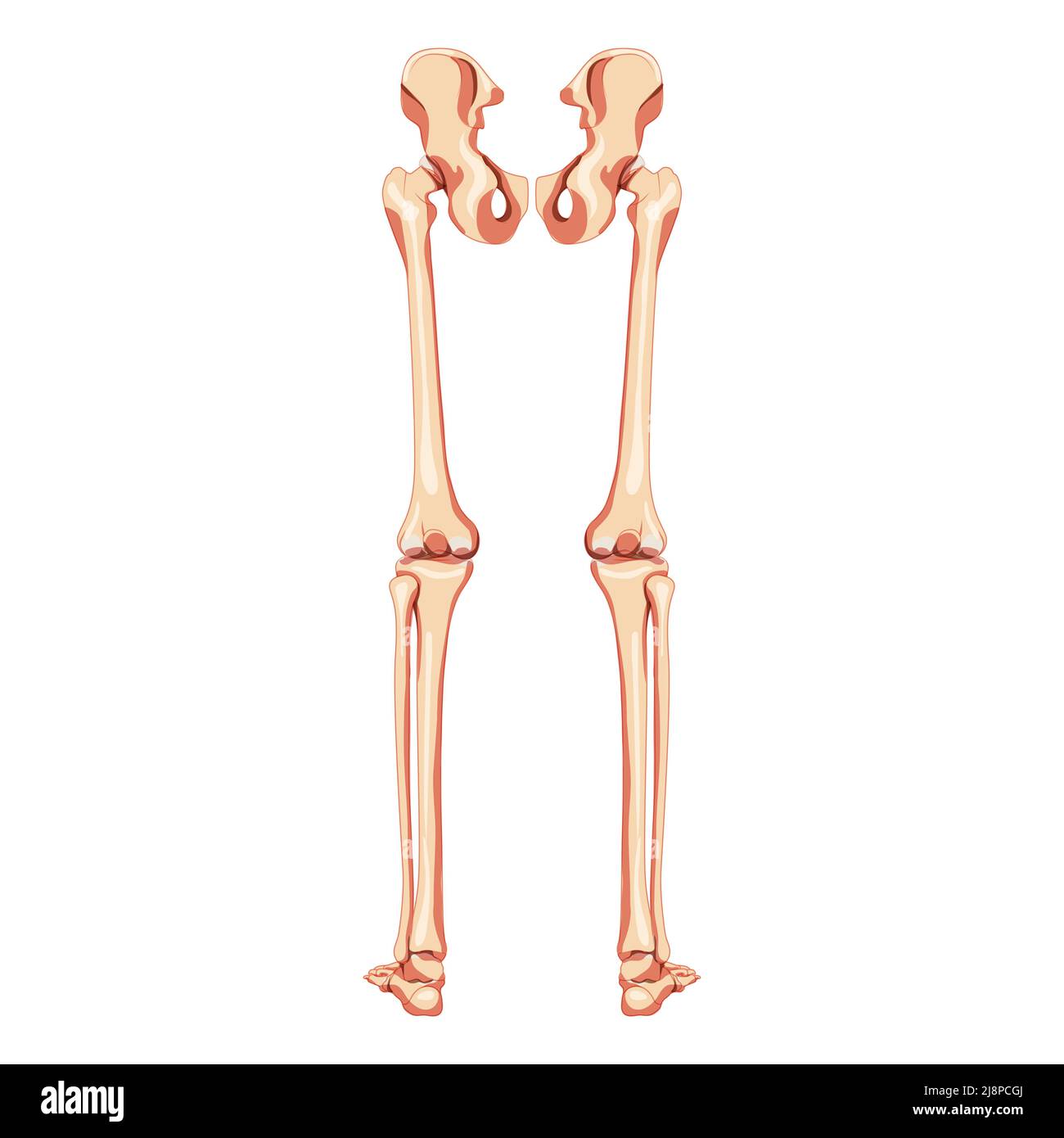 The Bones of the Pelvis and Lower Back: 3D Anatomy Model