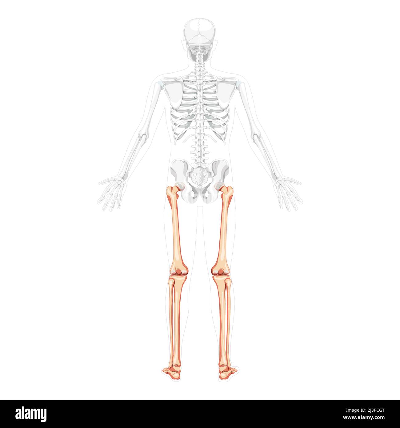 Скелет человека бедро
