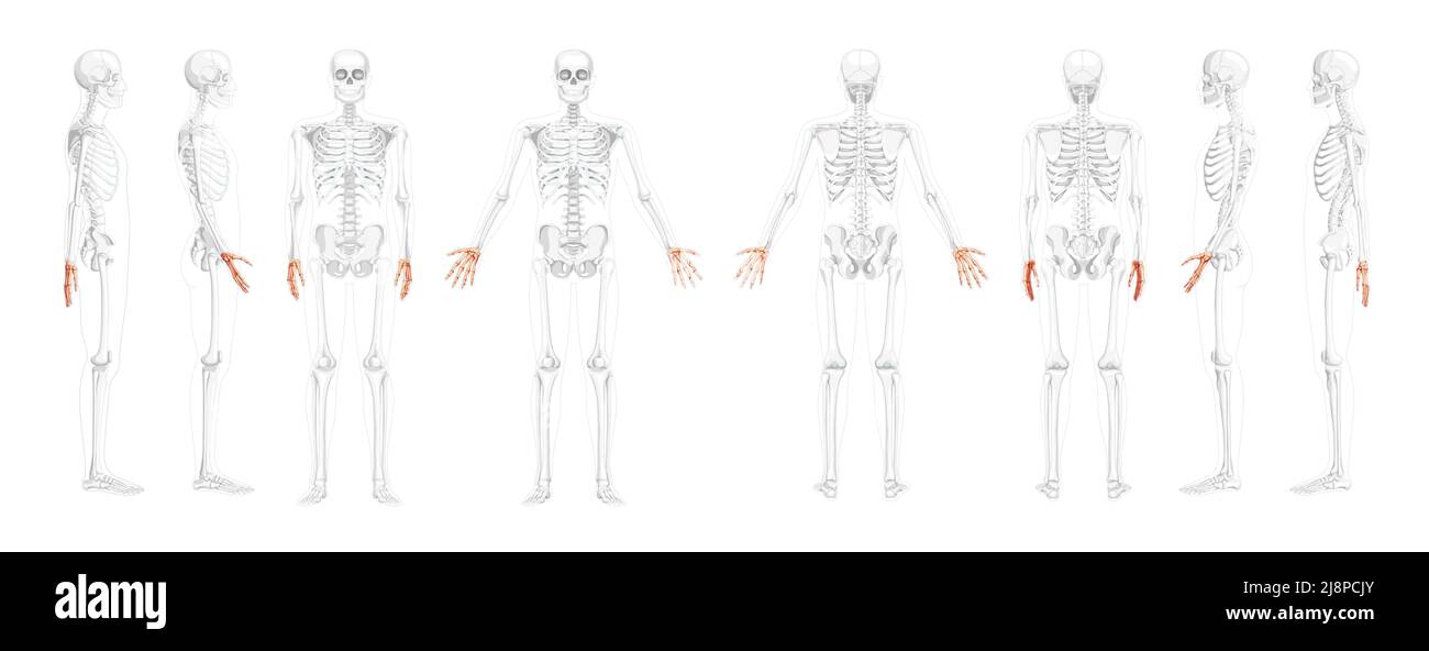 Set of Skeleton Hands Human front back side view with partly ...