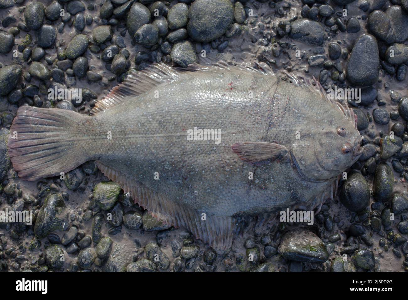 Greenback Flounder (Rhombosolea tapirina) from New Zealand waters