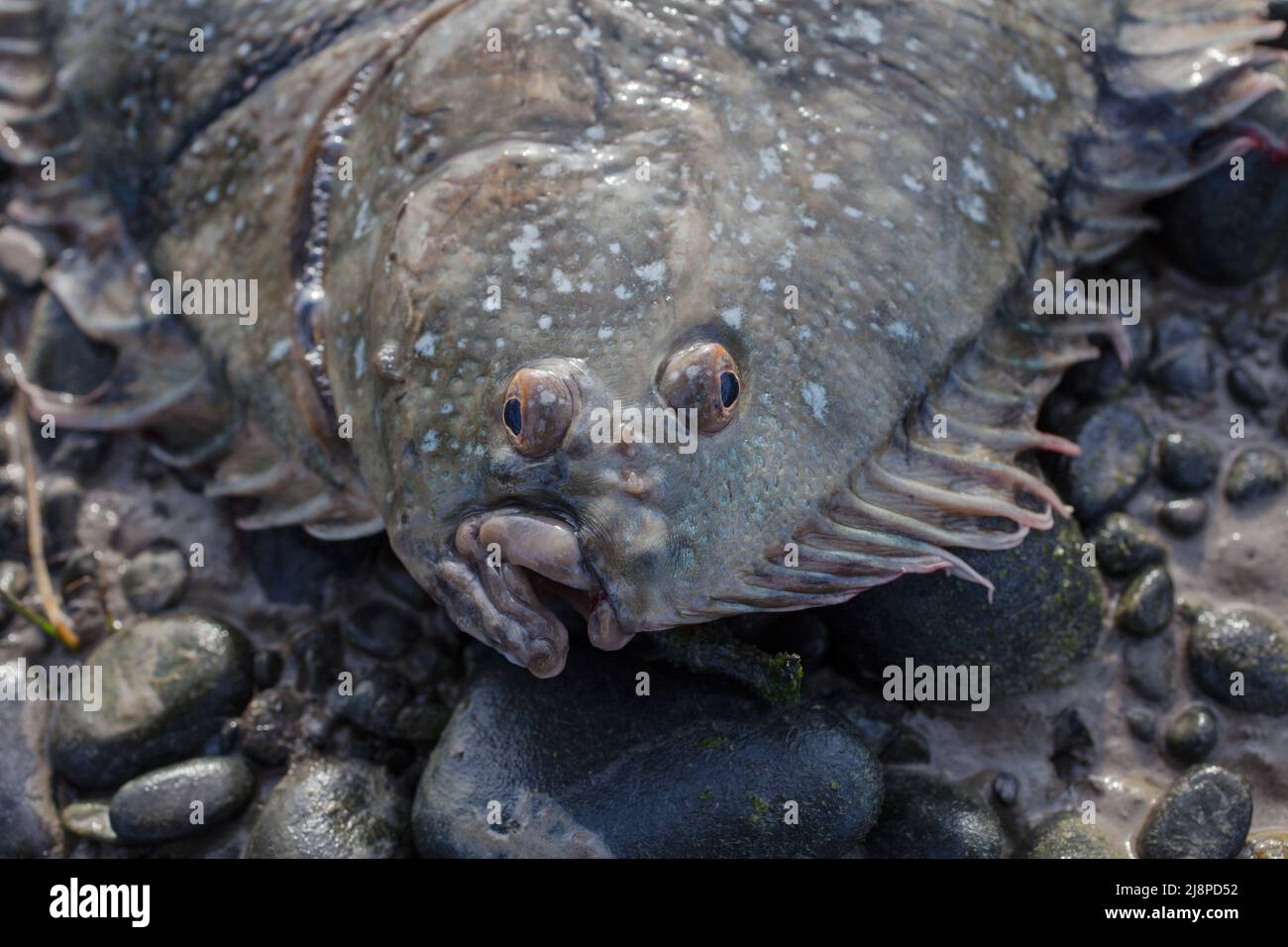 Greenback Flounder (Rhombosolea tapirina) from New Zealand waters
