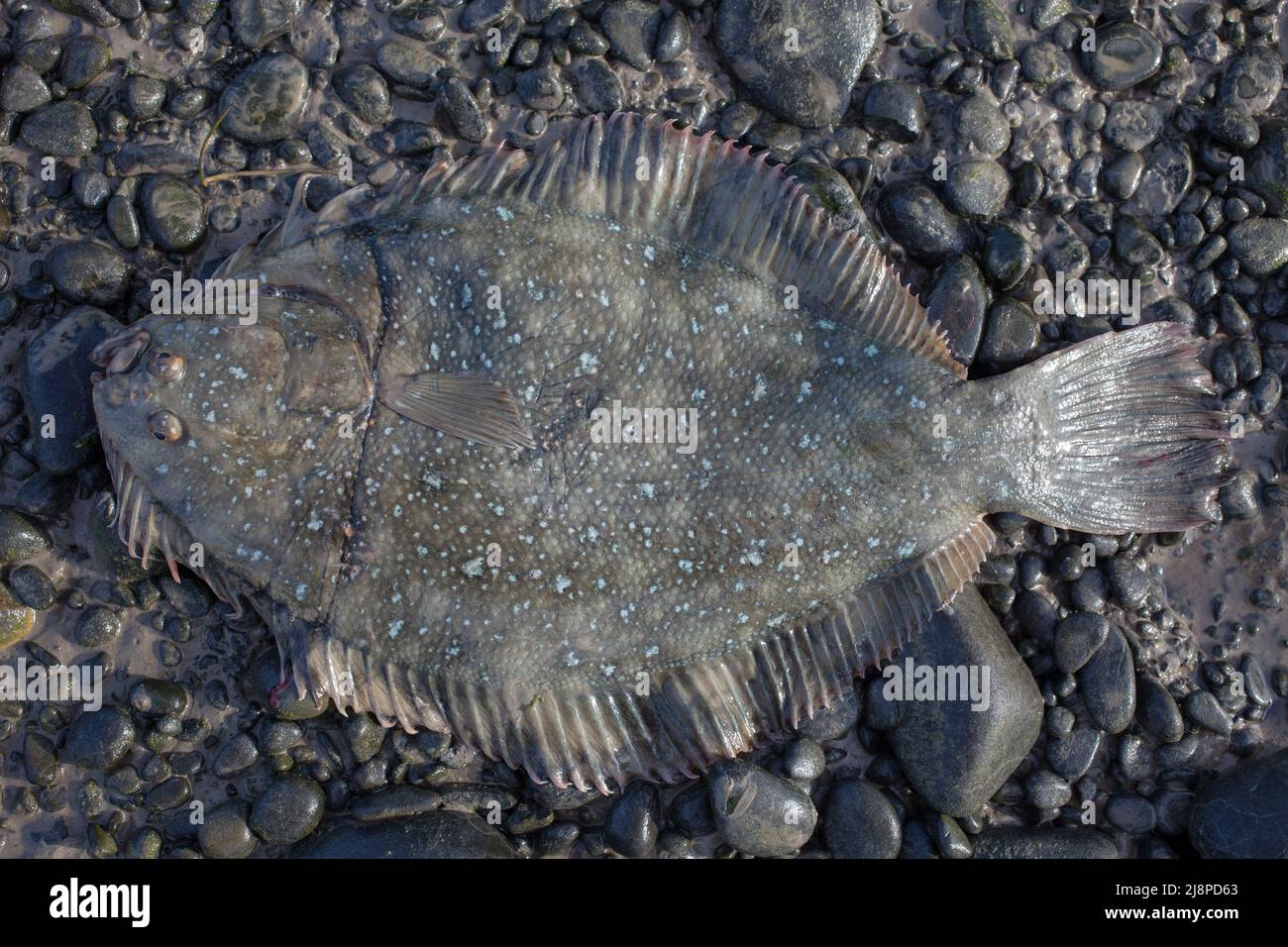 Greenback Flounder (Rhombosolea tapirina) from New Zealand waters. Green dorsal scales and off