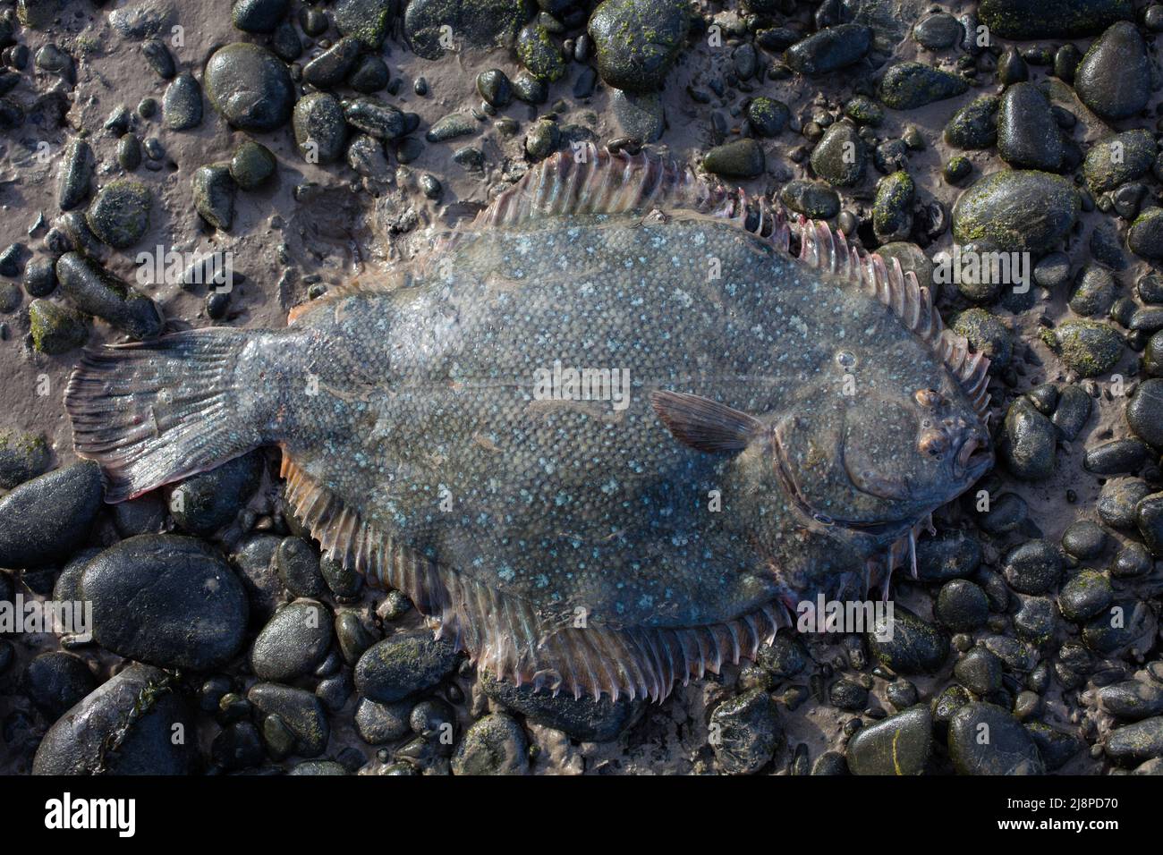 Greenback Flounder (Rhombosolea tapirina) from New Zealand waters