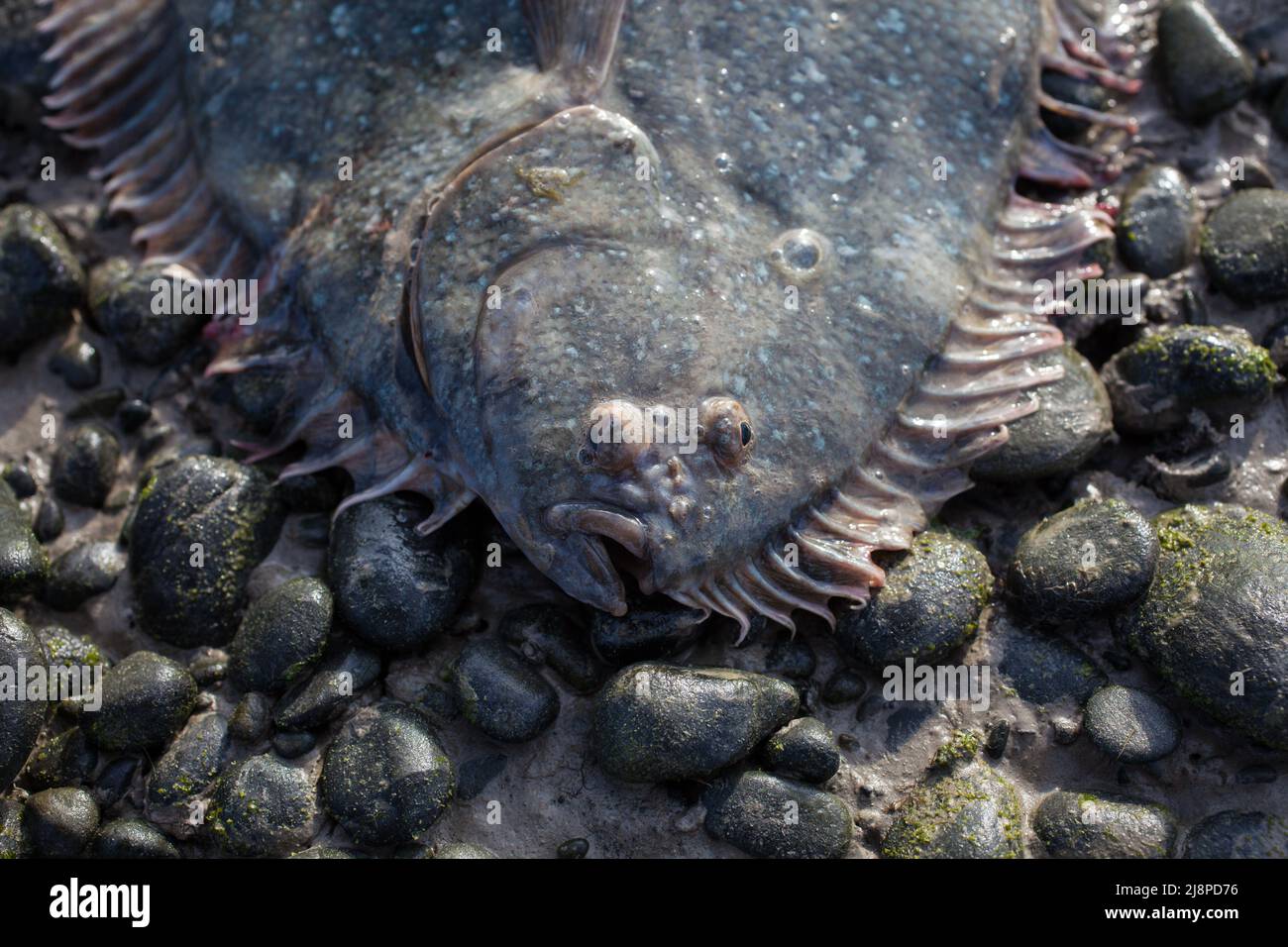 Greenback Flounder (Rhombosolea tapirina) from New Zealand waters