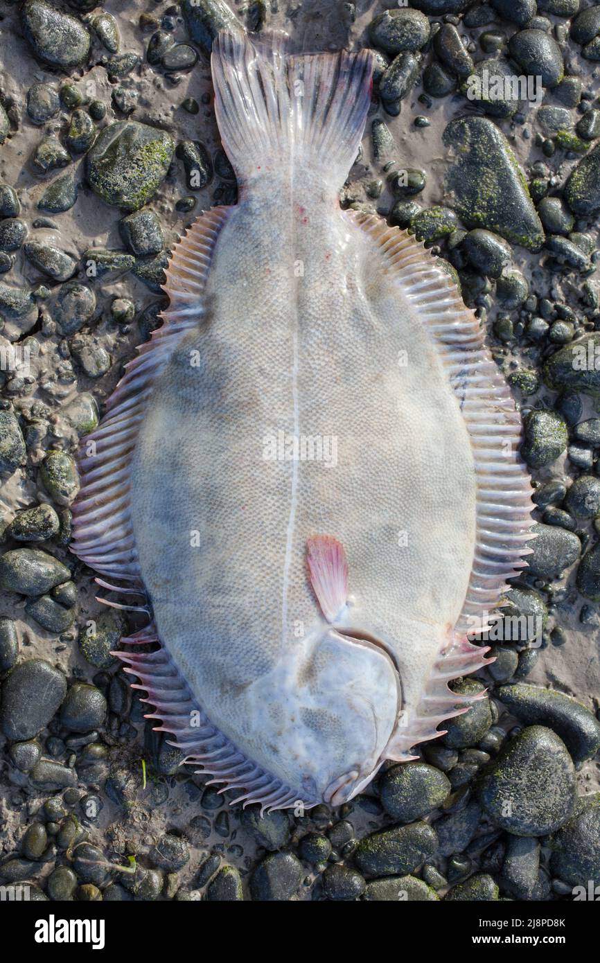 Greenback Flounder (Rhombosolea tapirina) from New Zealand waters. Green dorsal scales and off-white ventral scales (underside). Stock Photo