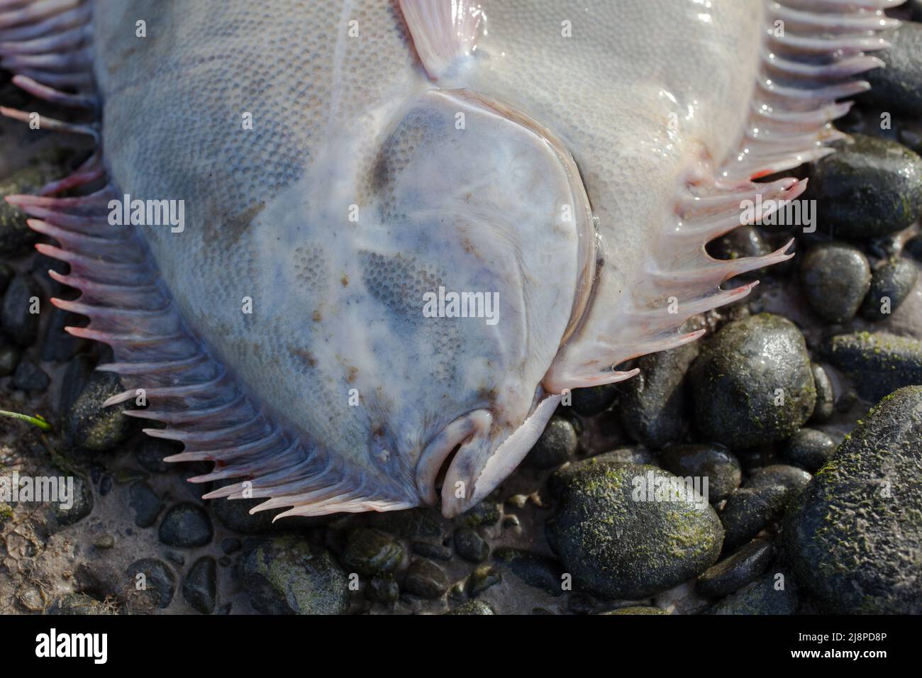 Greenback Flounder (Rhombosolea tapirina) from New Zealand waters. Green dorsal scales and off
