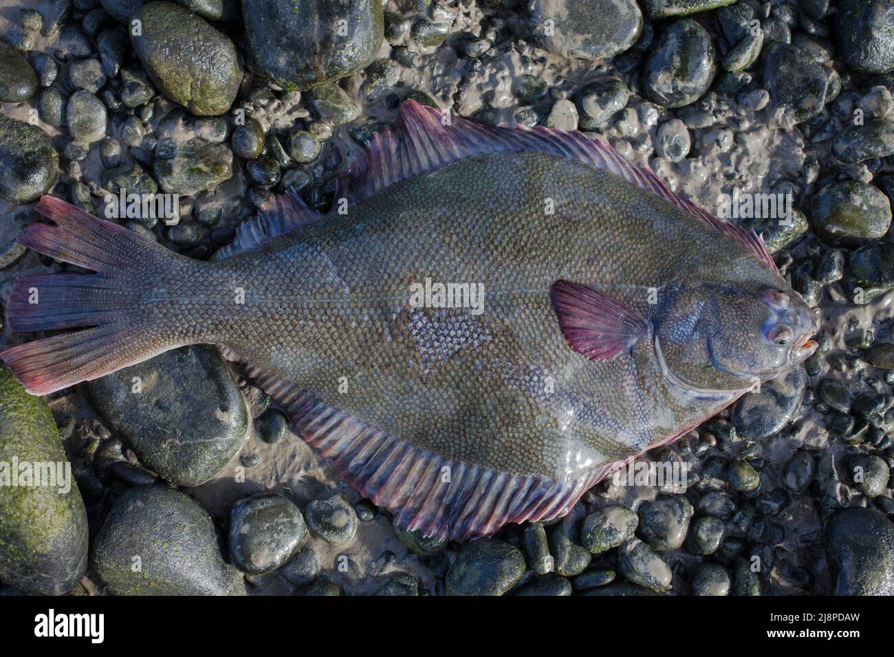 Greenback Flounder (Rhombosolea tapirina) from New Zealand waters. Green dorsal scales and off-white ventral scales (underside). Stock Photo