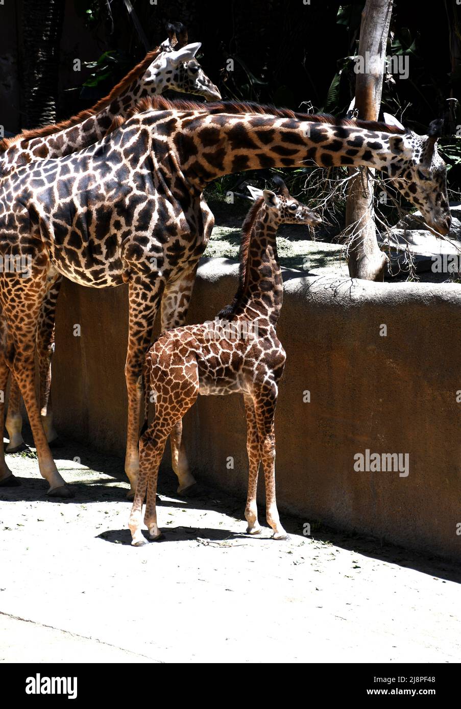 Los Angeles, California, USA 13th May 2022 A New Baby Maasai Giraffe