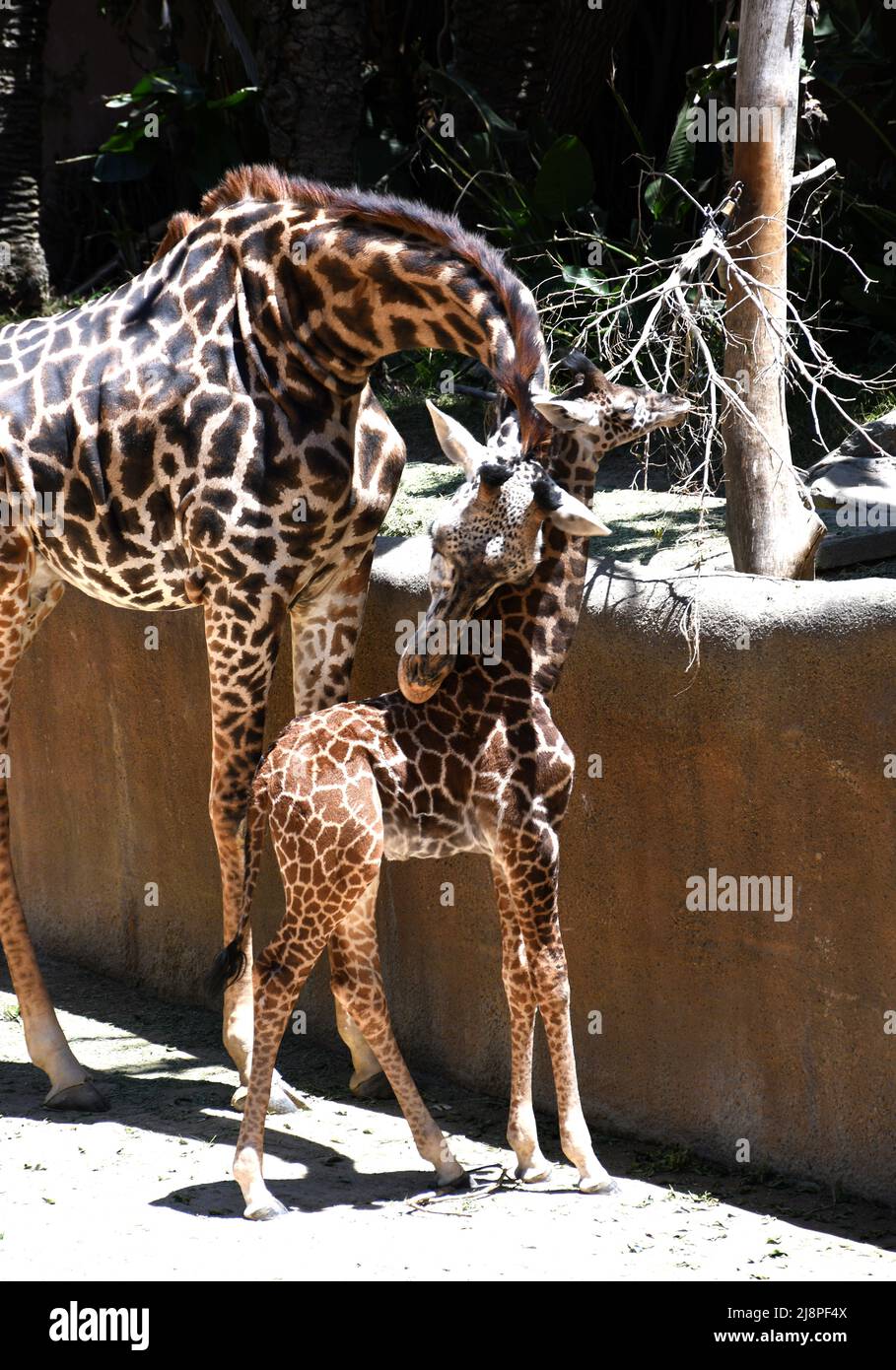 Los Angeles California USA 13th May 2022 A New Baby Maasai Giraffe 
