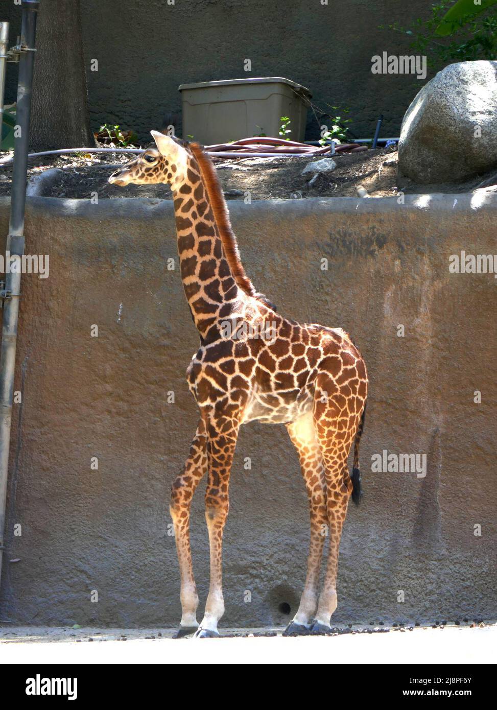Los Angeles, California, USA 13th May 2022 A New Baby Maasai Giraffe
