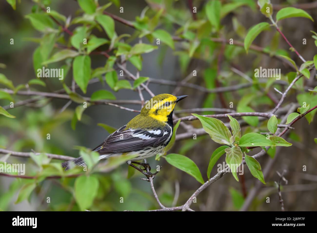Black-throated Green Warbler or Setophaga virens in woods on a cloudy spring day during migration. Stock Photo