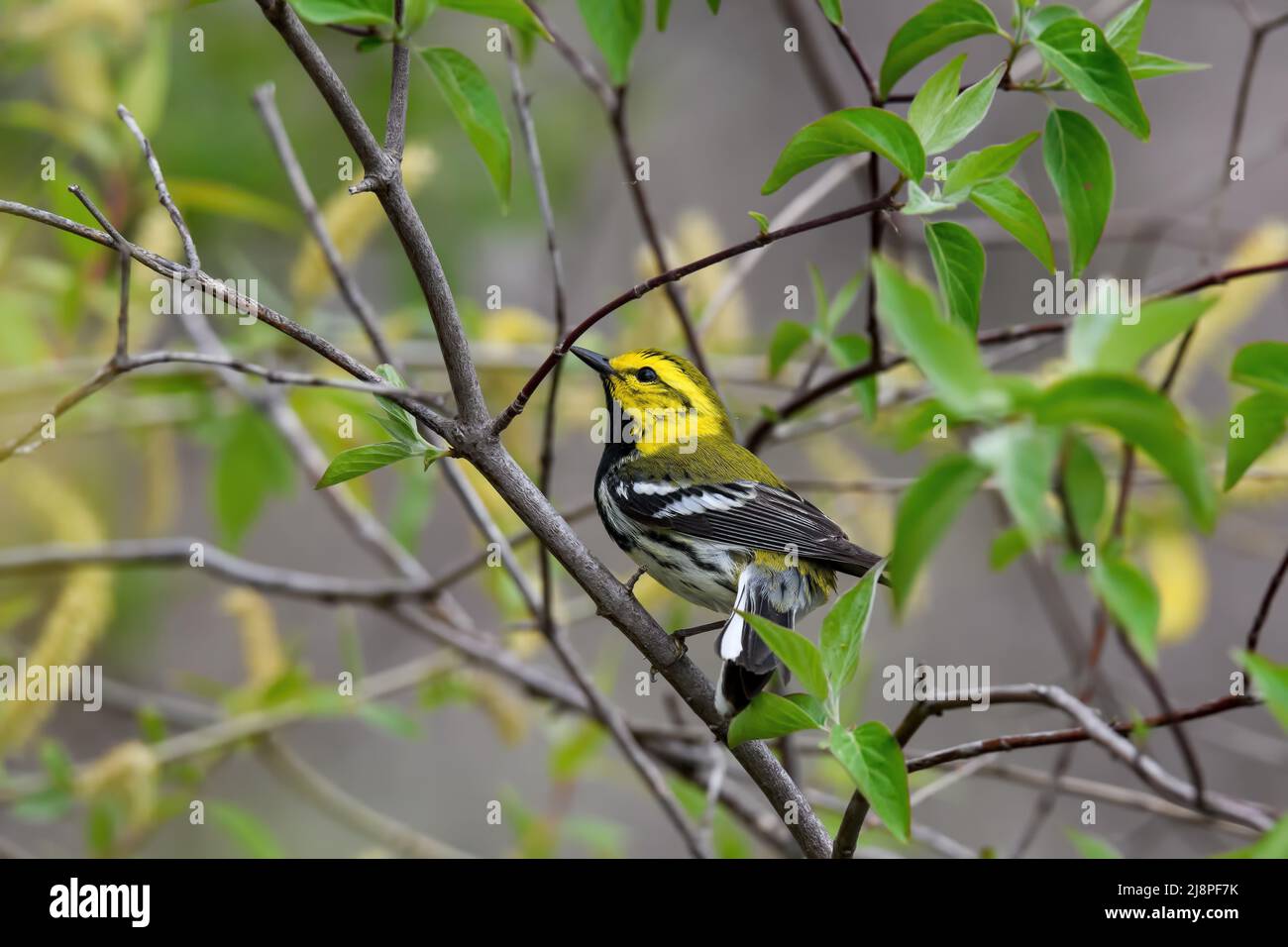 Black-throated Green Warbler or Setophaga virens in woods on a cloudy spring day during migration. Stock Photo