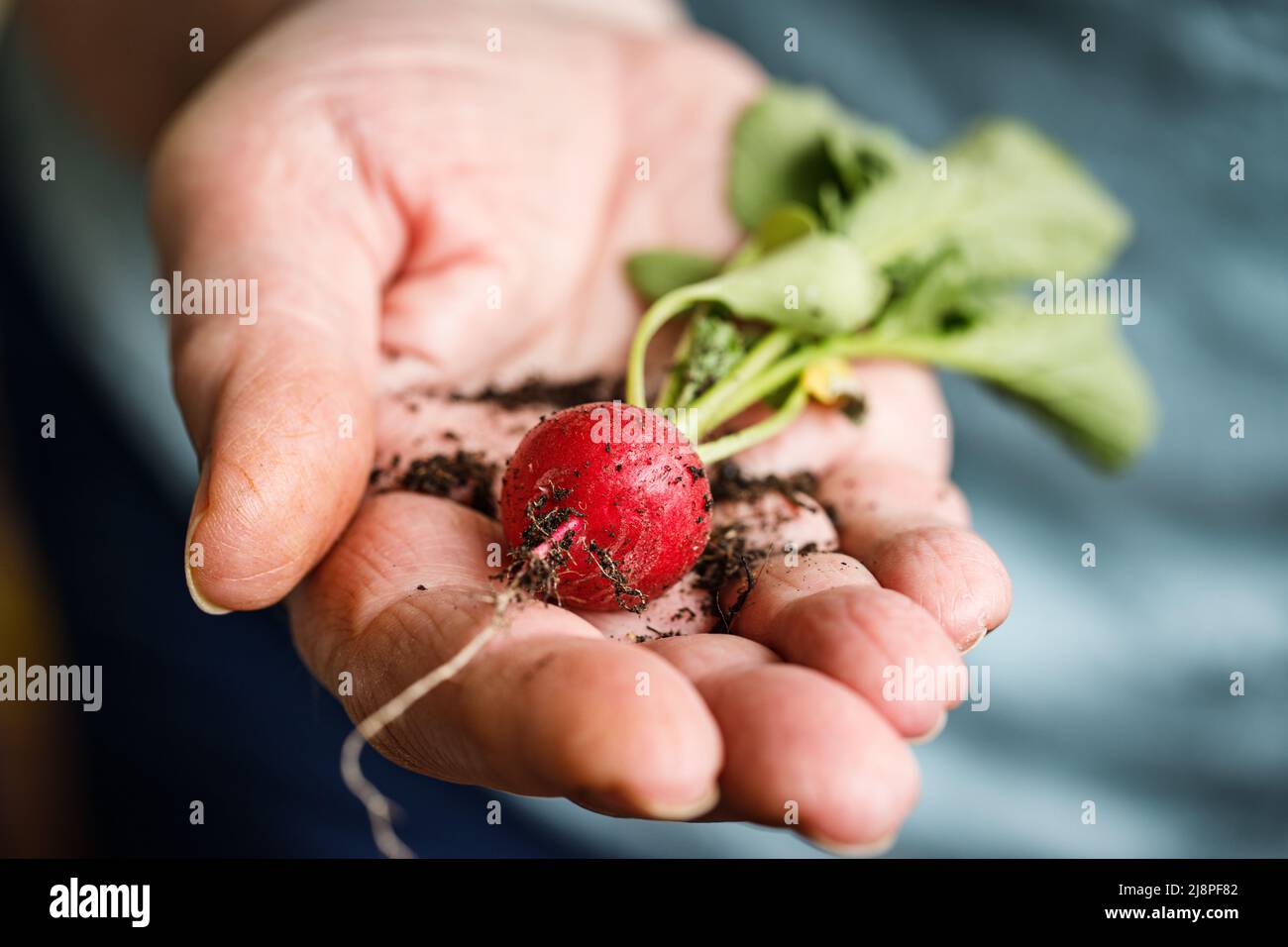 Female hand holding a radish Stock Photo