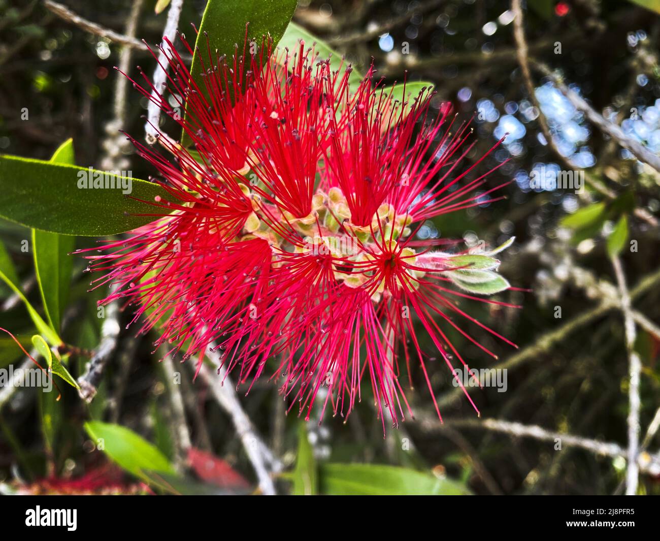 Crimson bottlebrush Stock Photo