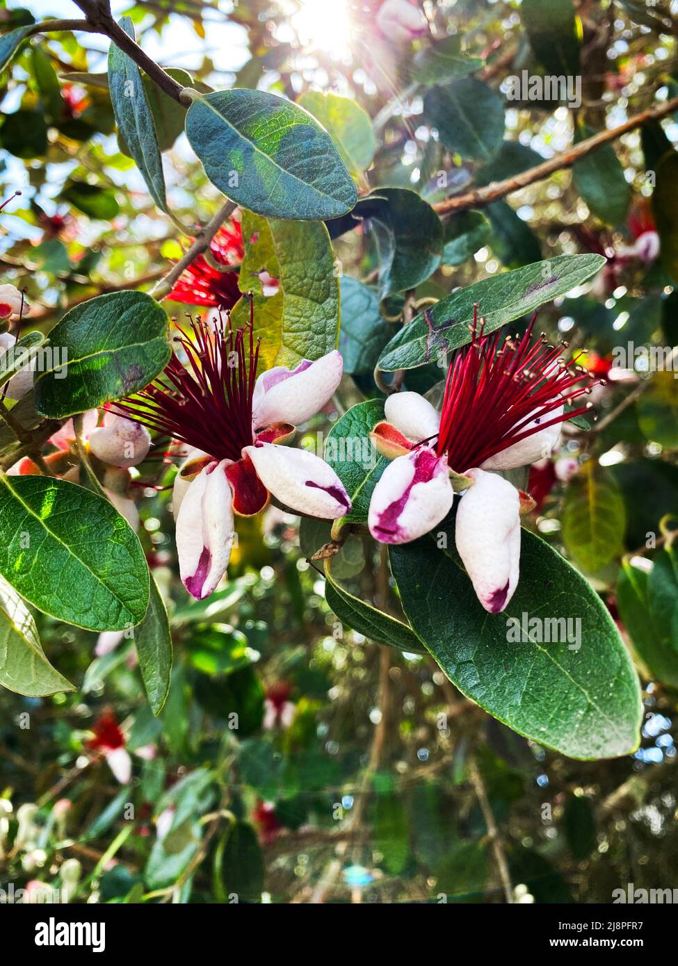 Pineapple guava hires stock photography and images Alamy