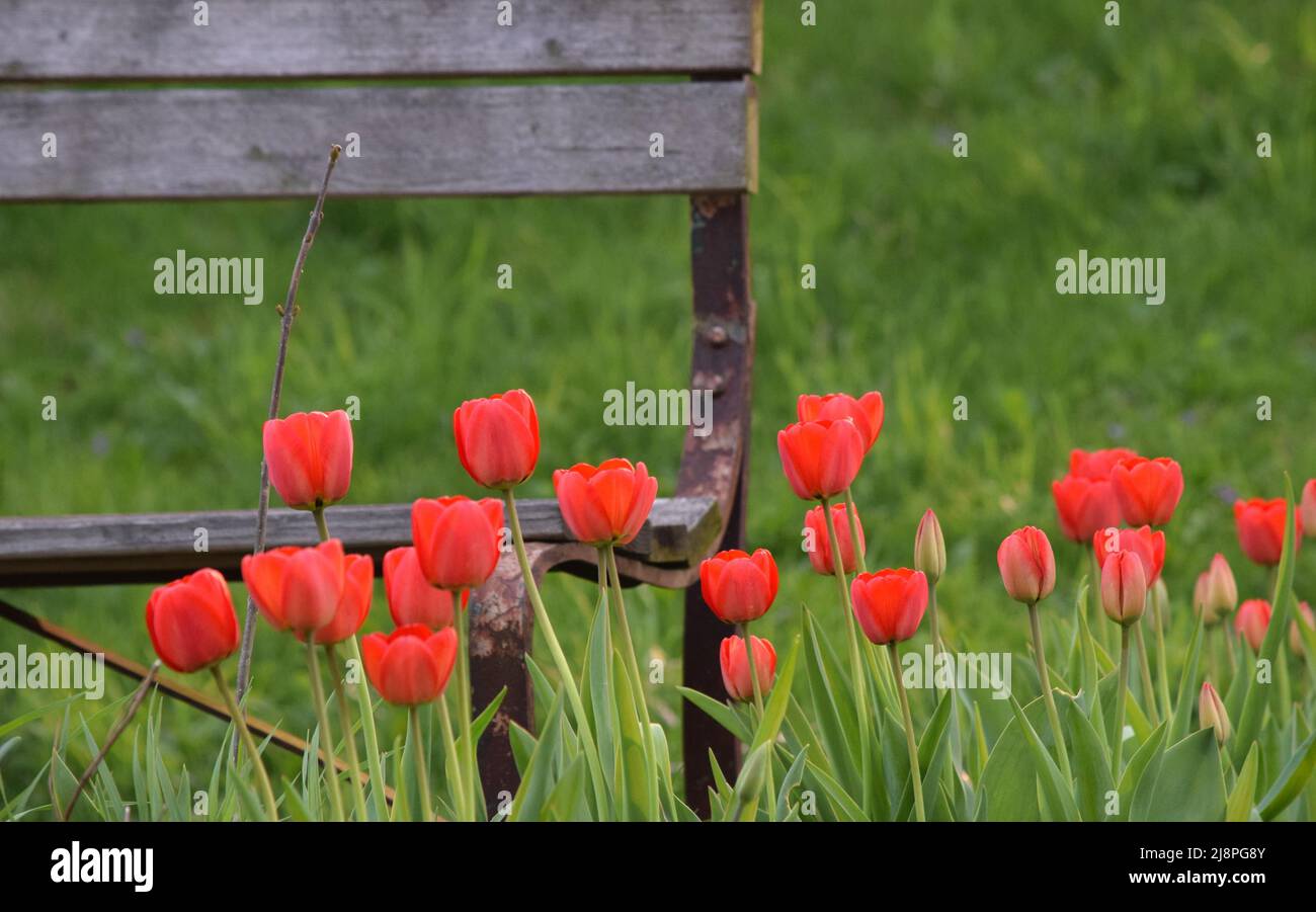 Our Tulip Garden with a wooden bench in the spring Stock Photo