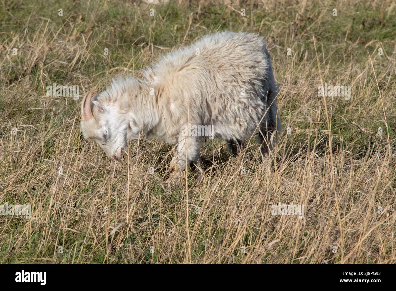 Target browsing with goats for weed control in Chestermere, Alberta