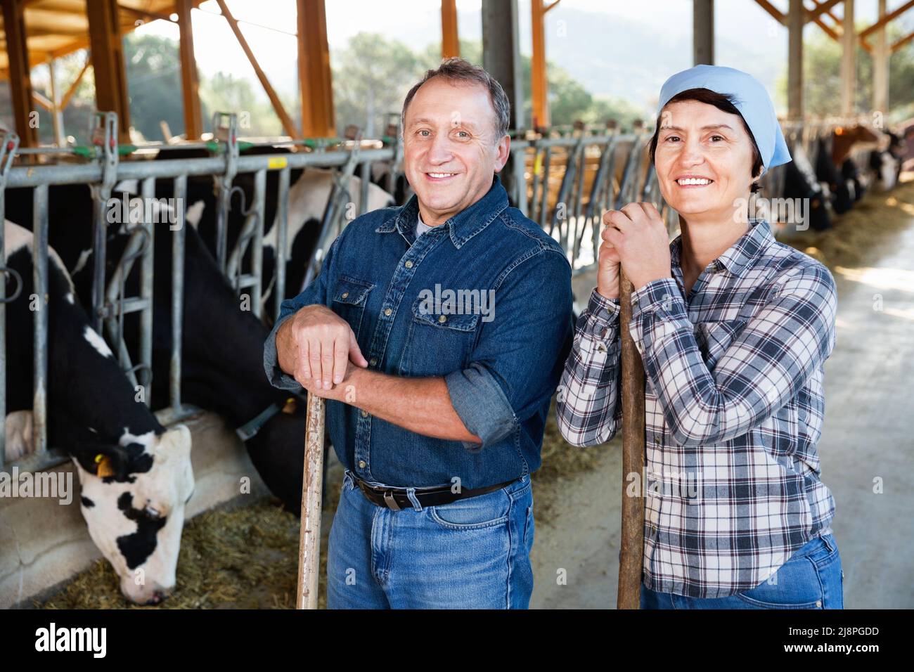 Adult couple are standing near cows at the farm Stock Photo - Alamy