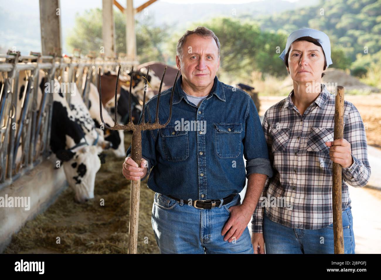 Successful owners of dairy farm Stock Photo Alamy