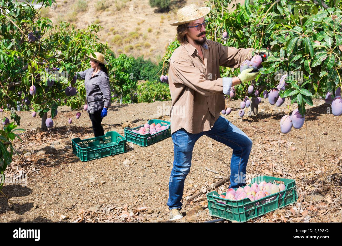 Male farmer collect harvest mango in garden Stock Photo